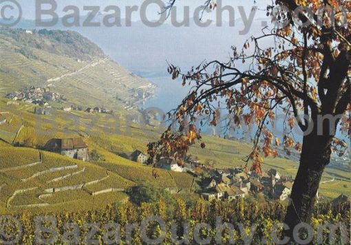 Lavaux