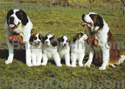 St-Bernard