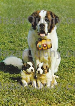 Trousse Peluche chien Saint Bernard