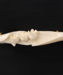 Broche en ivoire - Muguet