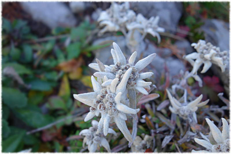 Edelweiss