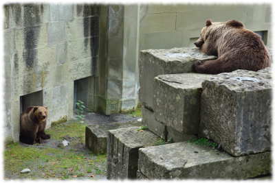 Bear of Bern