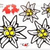 Edelweiss sticker