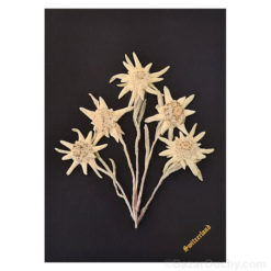 Real dried edelweiss