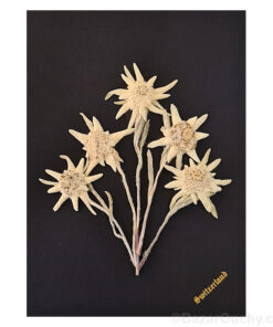 Véritable edelweiss séchés