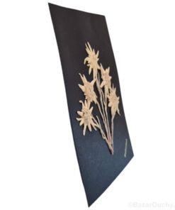 Véritable edelweiss séchés