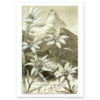 Carte Postale - Cervin Edelweiss - Retro Vintage