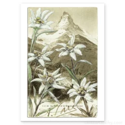 Carte Postale - Cervin Edelweiss - Retro Vintage